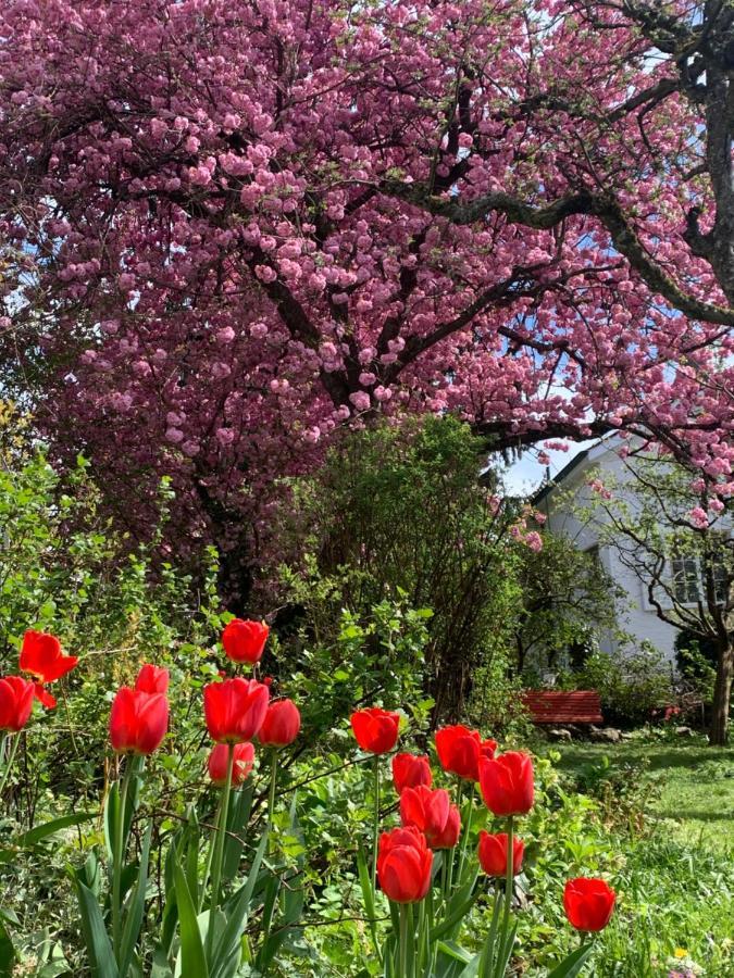 Bed and Breakfast Au Jardin Zuchwil Exterior foto